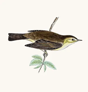 Willow Warbler