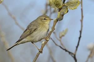 Willow Warbler -Phylloscopus trochilus- perched on a catkins bush, Texel Willow Warbler -Phylloscopus trochilus- perched on a catkins bush, Texel