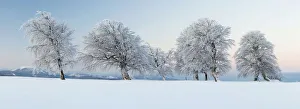 Wind-shaped beeches in the morning light with fresh snow on Mt Schauinsland near Freiburg Wind-shaped beeches in the morning light with fresh snow on Mt Schauinsland near Freiburg