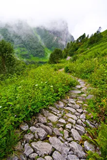 The winding path at the Valley of Flowers The winding path at the Valley of Flowers
