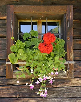 Window with flower box, Laerchkaralm mountain lodge, Donnersbachwald, Styria, Austria, Europe Window with flower box, Laerchkaralm mountain lodge, Donnersbachwald, Styria, Austria, Europe