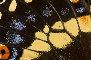 Wing Detail of Papilio polyxenes butterfly Wing Detail of Papilio polyxenes butterfly