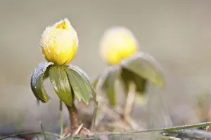 Winter Aconite -Eranthis hyemalis- with hoar frost, North Hesse, Hesse, Germany Winter Aconite -Eranthis hyemalis- with hoar frost, North Hesse, Hesse, Germany