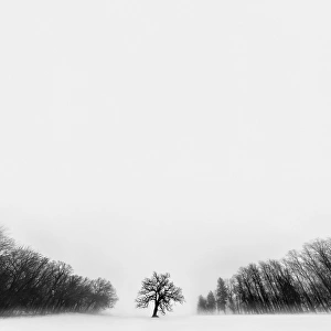 Winter Tree located in rural Rock County Wisconsin Winter Tree located in rural Rock County Wisconsin