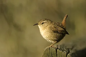 Winter Wren or Northern Wren -Troglodytes troglodytes- at the feeding place Winter Wren or Northern Wren -Troglodytes troglodytes- at the feeding place