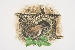 Winter Wren (Troglodytes troglodytes), illustration of tiny brown bird feeding chicks in nest in between bricks Winter Wren (Troglodytes troglodytes), illustration of tiny brown bird feeding chicks in nest in between bricks