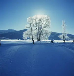 Snow Covered Tree Branches Prints: Wintry Scene