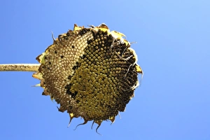 Withered Sunflower (Helianthus annuus), view from below Withered Sunflower (Helianthus annuus), view from below