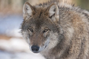 Wolf -Canis lupus-, captive, Bavaria, Germany Wolf -Canis lupus-, captive, Bavaria, Germany