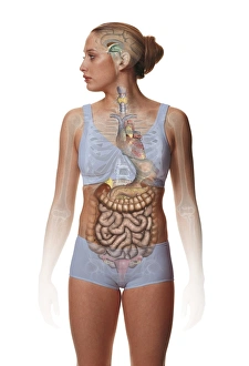 Woman standing, body facing forward head turned to one side, illustration overlay showing skeleton and inner organs Woman standing, body facing forward head turned to one side, illustration overlay showing skeleton and inner organs