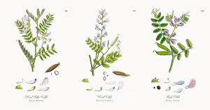 Wood Bitter Vetch, Vicia Orobus, Victorian Botanical Illustration, 1863 Wood Bitter Vetch, Vicia Orobus, Victorian Botanical Illustration, 1863