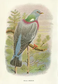 Wood pigeon birds from Great Britain 1897 Wood pigeon birds from Great Britain 1897