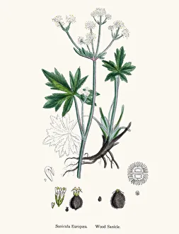 Wood Sanicle against respiratory infections Wood Sanicle against respiratory infections