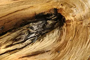 Close Up Tree Bark Prints: Wood structure
