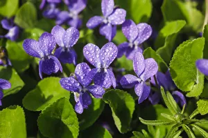 Wood Violet, Sweet Violet or Garden Violet -Viola odorata-, flowering, Germany Wood Violet, Sweet Violet or Garden Violet -Viola odorata-, flowering, Germany