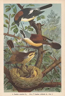 Woodchat shrike and Red-backed shrike, chromolithograph, published in 1896 Woodchat shrike and Red-backed shrike, chromolithograph, published in 1896