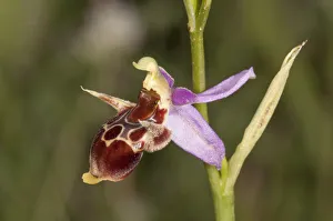 Woodcock Bee-orchid -Ophrys scolopax ssp. cornuta-, single flower, Macedonia, Greece Woodcock Bee-orchid -Ophrys scolopax ssp. cornuta-, single flower, Macedonia, Greece