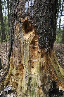 Woodpecker holes in a Spruce -Picea abies-, Hiltpoltstein, Upper Franconia, Bavaria, Germany Woodpecker holes in a Spruce -Picea abies-, Hiltpoltstein, Upper Franconia, Bavaria, Germany
