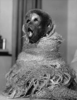 Whipsnade Zoo Prints: Woolly Monkey