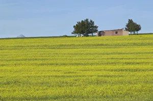 Workers Cottage on a Hill Covered in Canola Workers Cottage on a Hill Covered in Canola
