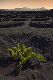 Worldwide unique cultivation method, dry cultivation, enarenado method, on volcanic ash Worldwide unique cultivation method, dry cultivation, enarenado method, on volcanic ash