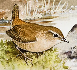 Wren (Troglodytidae), sitting in the grass, side view Wren (Troglodytidae), sitting in the grass, side view