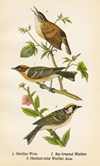 Wren and warbler bird lithograph 1890