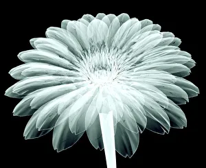 x-ray image of a flower isolated on black , the ge x-ray image of a flower isolated on black , the ge