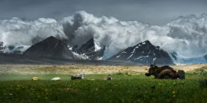 Yak lay on grass field w/ Himalayas background Yak lay on grass field w/ Himalayas background