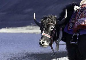 Yak at Pangong Lake in Ladakh, North India. beautiful mountain range near pangong lake Yak at Pangong Lake in Ladakh, North India. beautiful mountain range near pangong lake