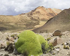 Yareta or Llareta cushion plant -Azorella compacta-, Putre, Arica and Parinacota Region Yareta or Llareta cushion plant -Azorella compacta-, Putre, Arica and Parinacota Region