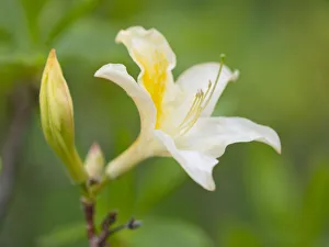 Yellow Azalea or Honeysuckle Azalea -Azalea pontica syn Rhododendron luteum-, flowering Yellow Azalea or Honeysuckle Azalea -Azalea pontica syn Rhododendron luteum-, flowering