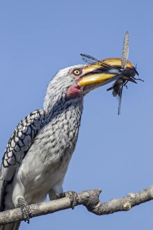 Yellow-billed hornbill -Tockus flavirostris-, Etosha National Park, Namibia, Africa Yellow-billed hornbill -Tockus flavirostris-, Etosha National Park, Namibia, Africa