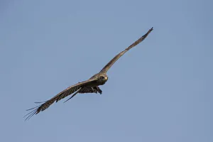 Yellow-billed Kite -Milvus aegyptius- in flight, Mamili National Park, Caprivi Strip Yellow-billed Kite -Milvus aegyptius- in flight, Mamili National Park, Caprivi Strip