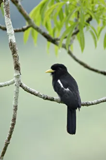 Yellow-billed Nunbird (Monasa flavirostris) Yellow-billed Nunbird (Monasa flavirostris)
