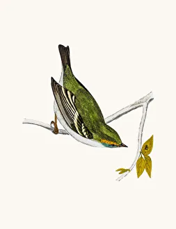 Yellow-Browed Warbler