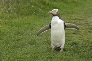 Yellow-eyed Penguin or Hoiho -Megadyptes antipodes- with a tag on its outstretched wings Yellow-eyed Penguin or Hoiho -Megadyptes antipodes- with a tag on its outstretched wings