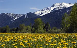 Yellow flower farm near Glacier National Park, Montana, USA Yellow flower farm near Glacier National Park, Montana, USA