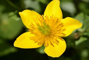 Yellow flower of the Marsh Marigold -Caltha palustris- Yellow flower of the Marsh Marigold -Caltha palustris-