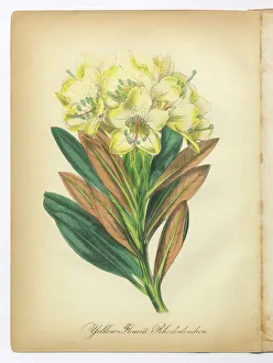 Yellow-Flowered Rhododendron Victorian Botanical Illustration Yellow-Flowered Rhododendron Victorian Botanical Illustration