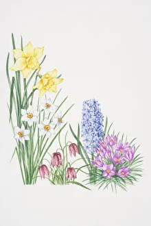 Yellow flowers of Daffodil towering over white flowers of Narcissus, violet Yellow flowers of Daffodil towering over white flowers of Narcissus, violet