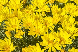 Yellow flowers, Haplopappus acaulis, Chile Yellow flowers, Haplopappus acaulis, Chile