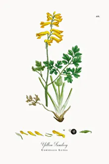 Magical world illustration/botanical illustrations/yellow fumitory corydalis lutea Magical world illustration/botanical illustrations/yellow fumitory corydalis lutea