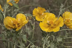 Yellow Horned Poppy or Yellow Hornpoppy -Glaucium fluvum-, Katerini, Central Macedonia Yellow Horned Poppy or Yellow Hornpoppy -Glaucium fluvum-, Katerini, Central Macedonia