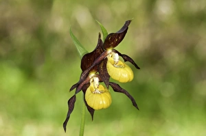 Yellow Ladys Slipper -Cypripedium calceolus-, Canton of Schwyz, Switzerland Yellow Ladys Slipper -Cypripedium calceolus-, Canton of Schwyz, Switzerland