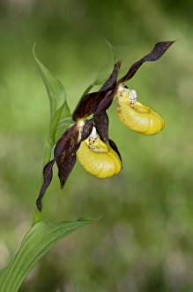 Yellow Ladys Slipper or Ladys Slipper Orchid -Cypripedium calceolus-, Canton of Schwyz, Switzerland Yellow Ladys Slipper or Ladys Slipper Orchid -Cypripedium calceolus-, Canton of Schwyz, Switzerland