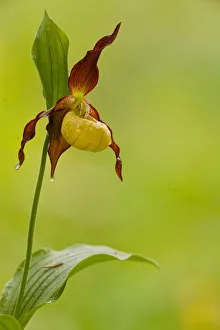 Yellow Ladys Slipper Orchid -Cypripedium calceolus-, flowering, Germany Yellow Ladys Slipper Orchid -Cypripedium calceolus-, flowering, Germany