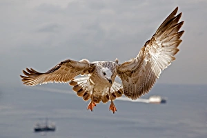 Yellow-legged Gull -Larus michahellis-, juvenile plumage, Istanbul, Turkey Yellow-legged Gull -Larus michahellis-, juvenile plumage, Istanbul, Turkey