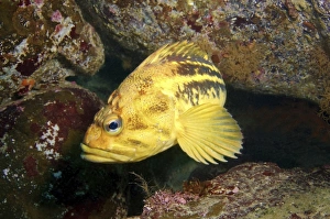 Yellow Rockfish or Three-stripe Rockfish -Sebastes trivittatus-, Sea of Japan, Far East, Primorsky Krai Yellow Rockfish or Three-stripe Rockfish -Sebastes trivittatus-, Sea of Japan, Far East, Primorsky Krai