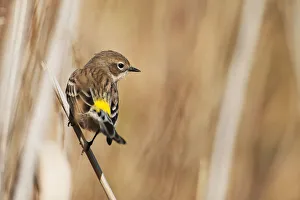Yellow-rumped warbler in autumn migration Yellow-rumped warbler in autumn migration